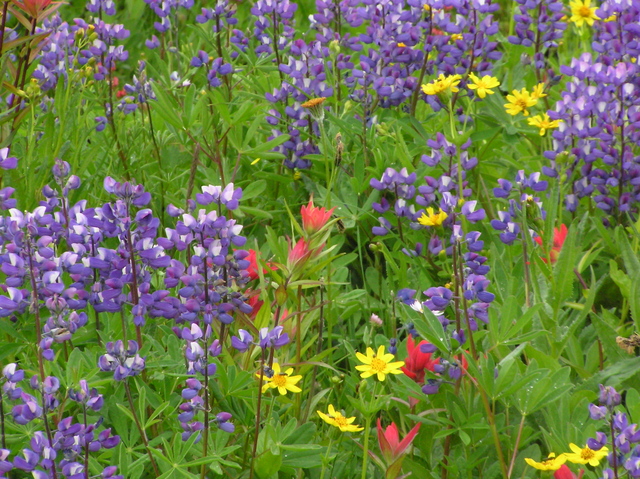 Alpine wildflowers