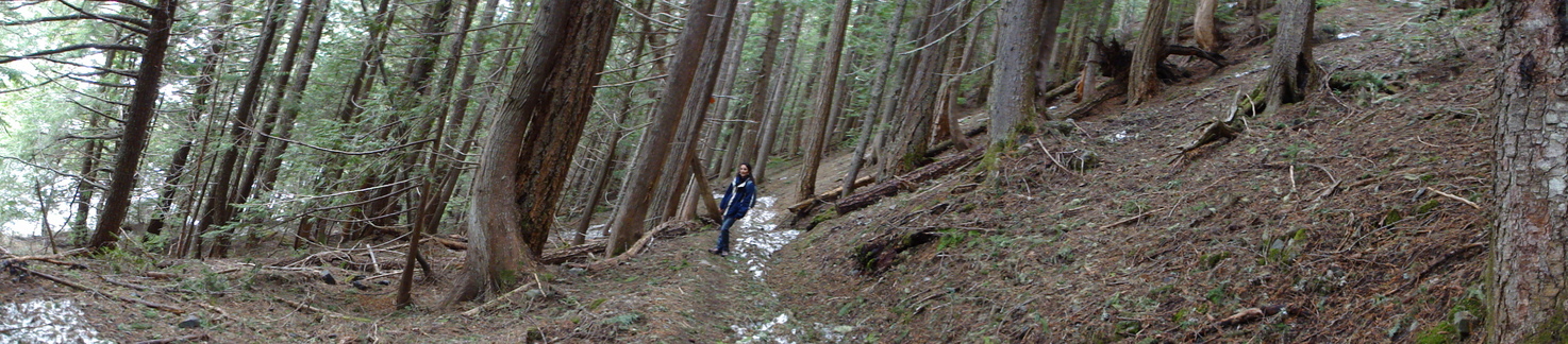 Panoramic view. Forest trail to Garibaldi lake