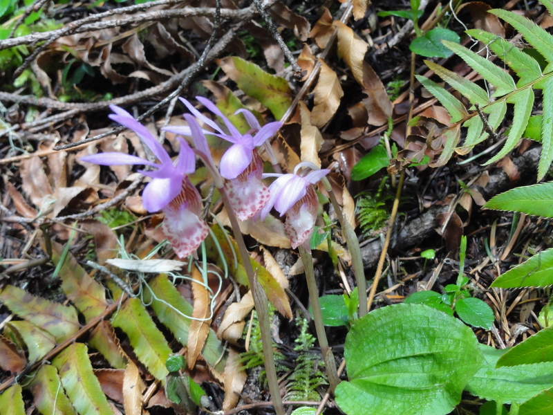 Wild Orchids