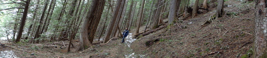 #1: Panoramic view. Forest trail to Garibaldi lake