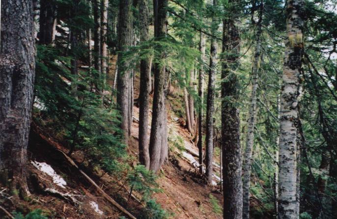 view east from confluence