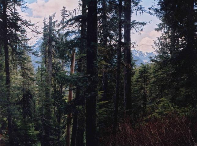 View southward, Strathcona  Park