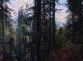 #3: View southward, Strathcona  Park