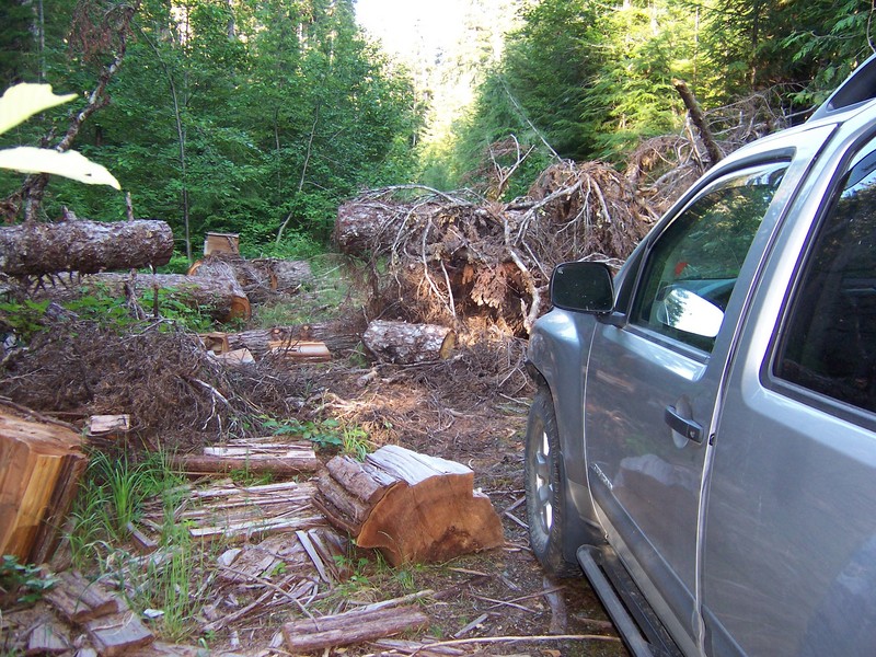 the trees blocking the road