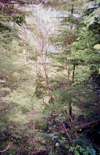 Arbutus tree on mountain. (unusual that far north)