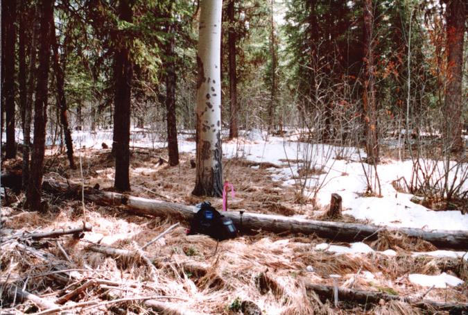 confluence site looking south