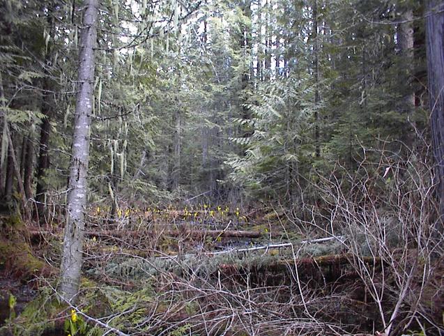 confluence site looking east