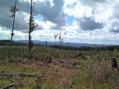 #5: From the confluence looking towards the road