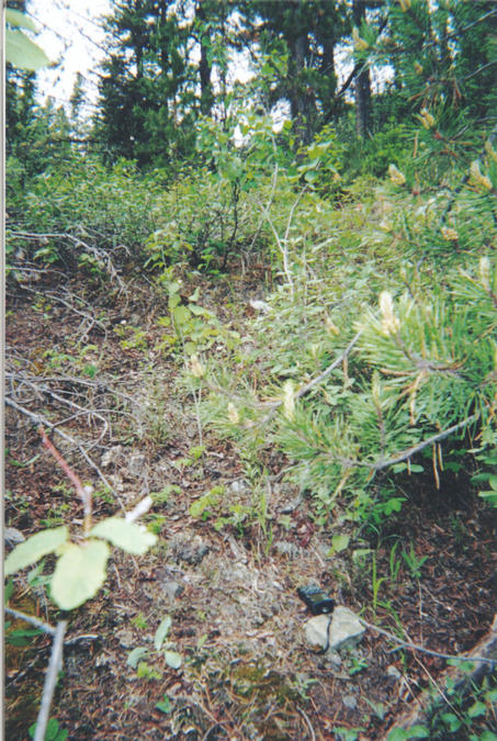 View to the north looking upslope