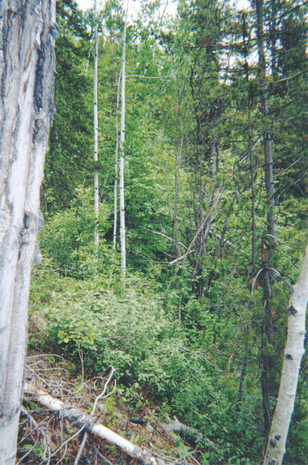 Looking east across the slope.