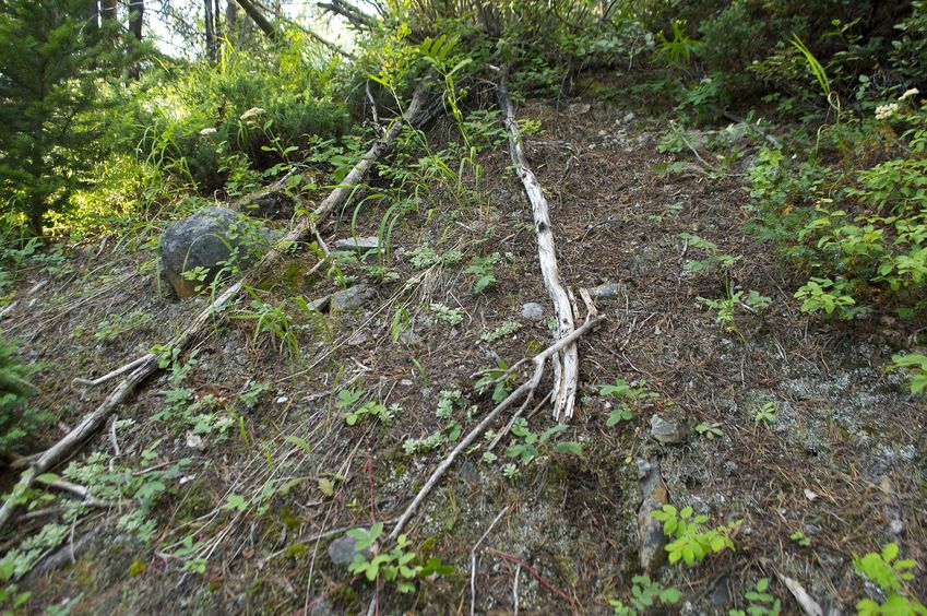 The confluence point lies on this bare patch of ground.  (The photo does not do justice to how steep the ground is here!)