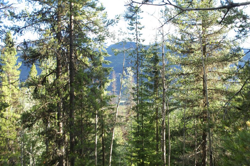 View South (towards Moose Lake)