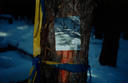 #6: Flagging and placard showing the timber cruise line.