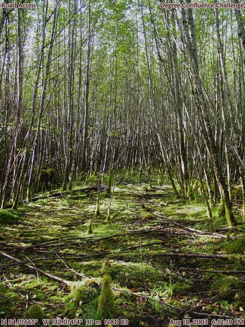 Cross gravel pit to old road with 20+ feet tall alder