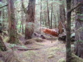 #8: Old growth near ridge