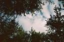 #8: Looking skyward from 55°N 120°W