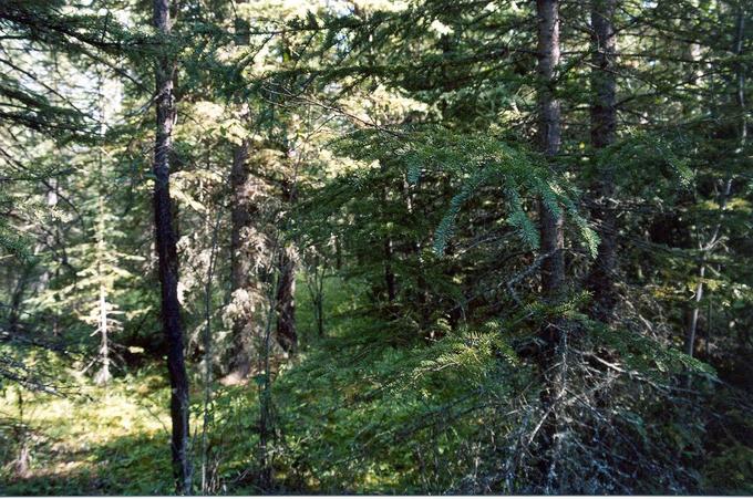 Looking South from the Confluence - forest