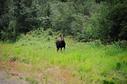 #6: Moose beside Highway 29