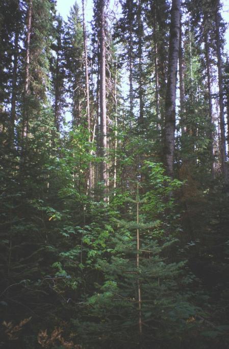 I have not done the NESW bit, but here is another view of the forest from the spot.