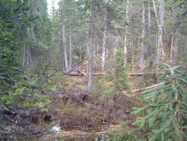 Creek about 1/3 of the way.