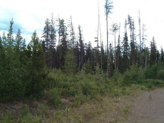 Looking towards the confluence from the road.