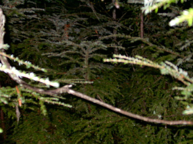 The trees around the confluence