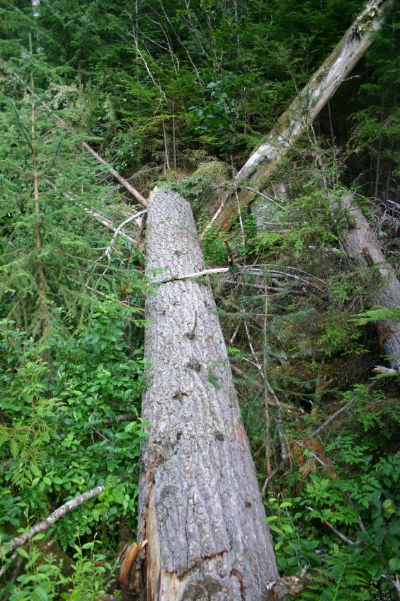 A tree crossing a small gully, pointing directly to the confluence point some 20m away