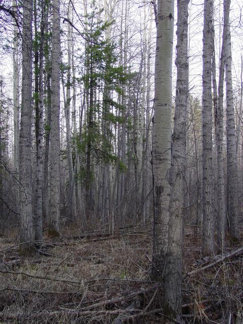 From the confluence looking East