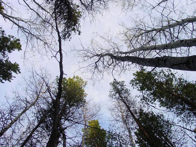 From the confluence looking up