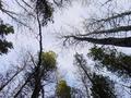 #6: From the confluence looking up