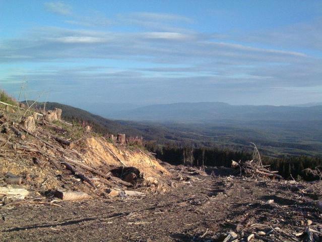 Looking back down the logging road