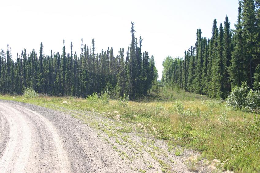 Old forest road - start point of hiking