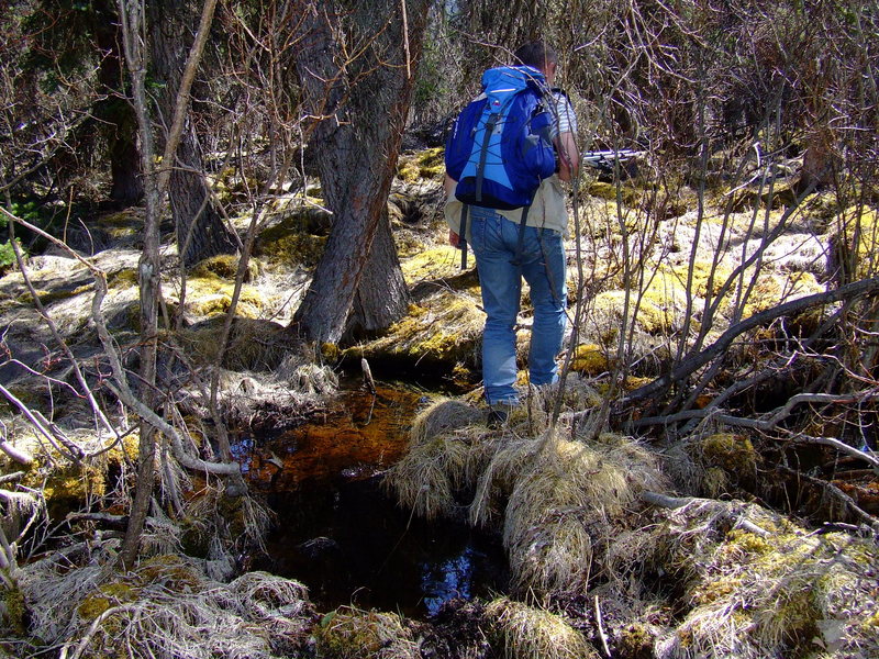 swampy part 1km from the confluence point