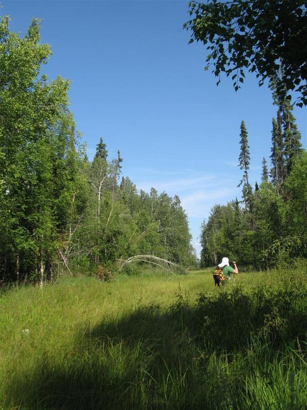 A view of trail. The guy in the picture is 6'5" to give you an idea of the vegetation growth. Lots of wet stuff, you can get around but will end up with wet feet at some point.