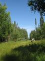 #2: A view of trail. The guy in the picture is 6'5" to give you an idea of the vegetation growth. Lots of wet stuff, you can get around but will end up with wet feet at some point.