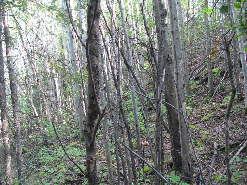 Looking north from the confluence.