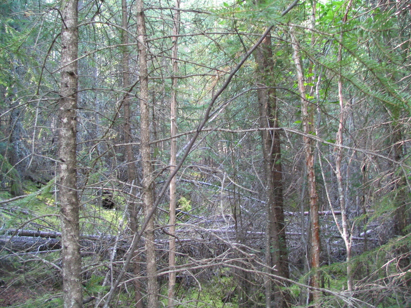 Looking south from the confluence