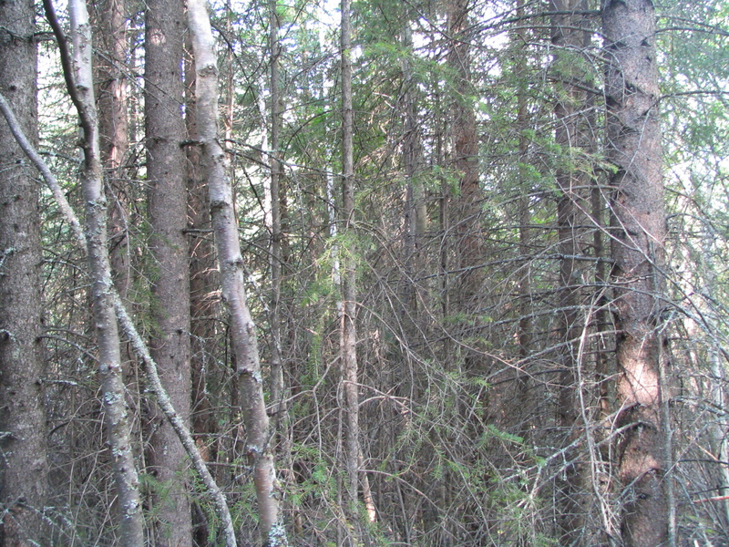 Looking west from the confluence