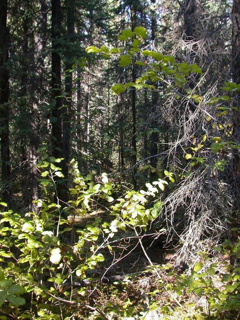  Forest East From Confluence