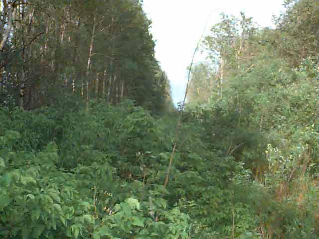 Looking East along the 49th Parallel