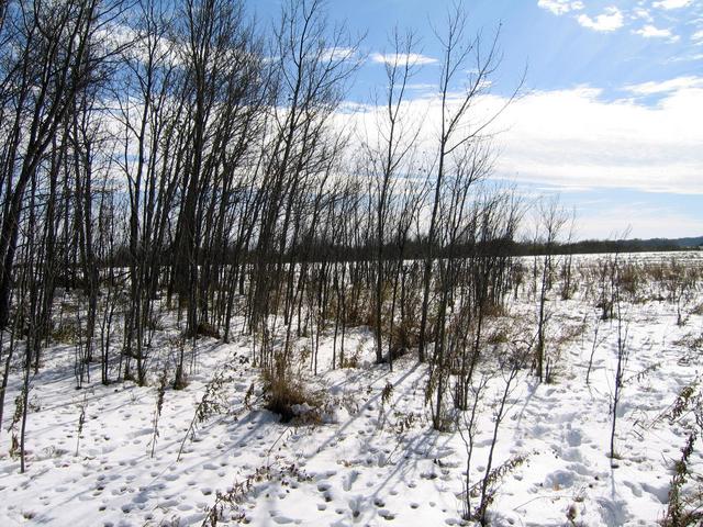 View south from confluence.  Border is on other side of trees