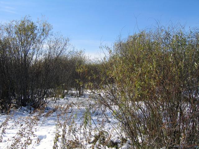 View west from confluence