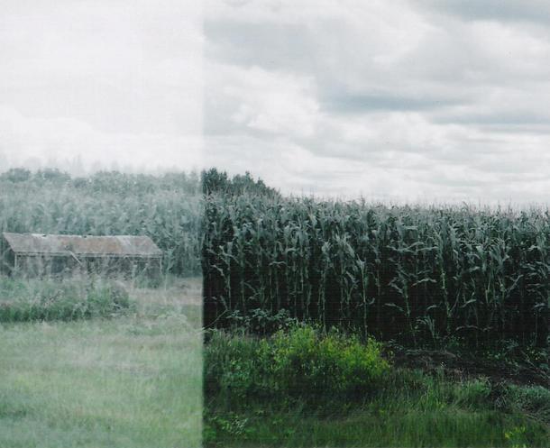 Cornfield