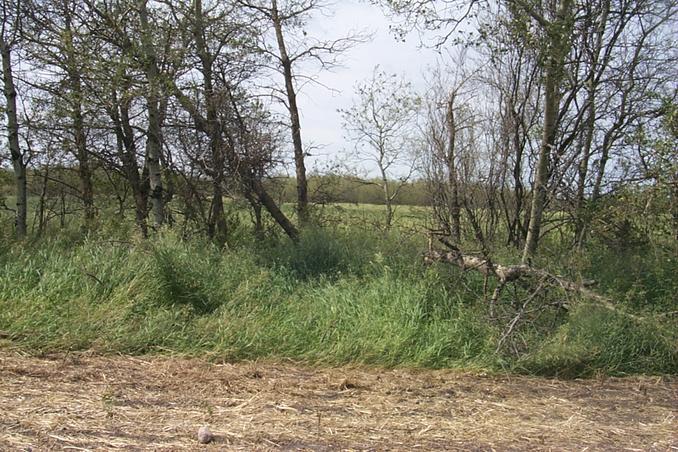 The view west through the windbreak.