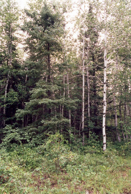 The confluence is about 10 meters into the forest.