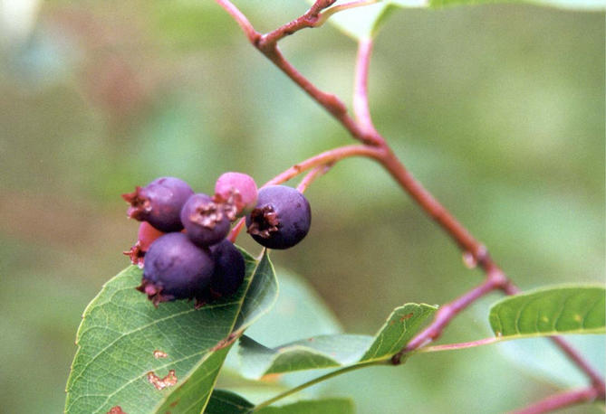 Saskatoon berries at the confluence