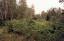 #2: The way north from near the confluence is blocked by saskatoon bushes.