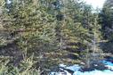 #3: thick fir forest