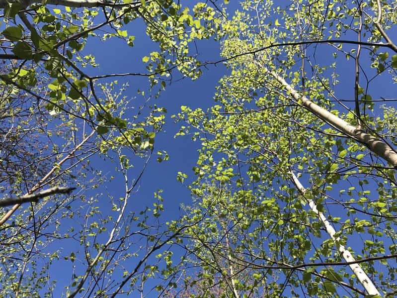 View of the sky from 46 North 65 West.