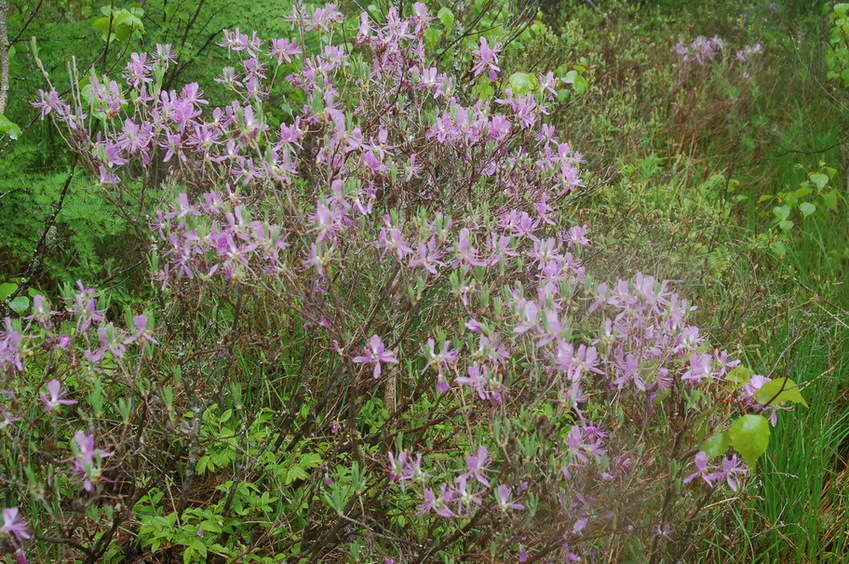 Flowering shrub near the point